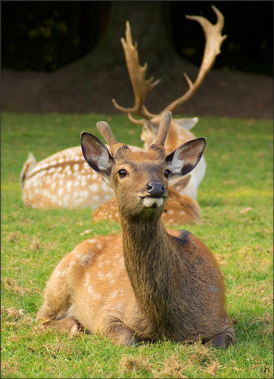 Fallow Deers
