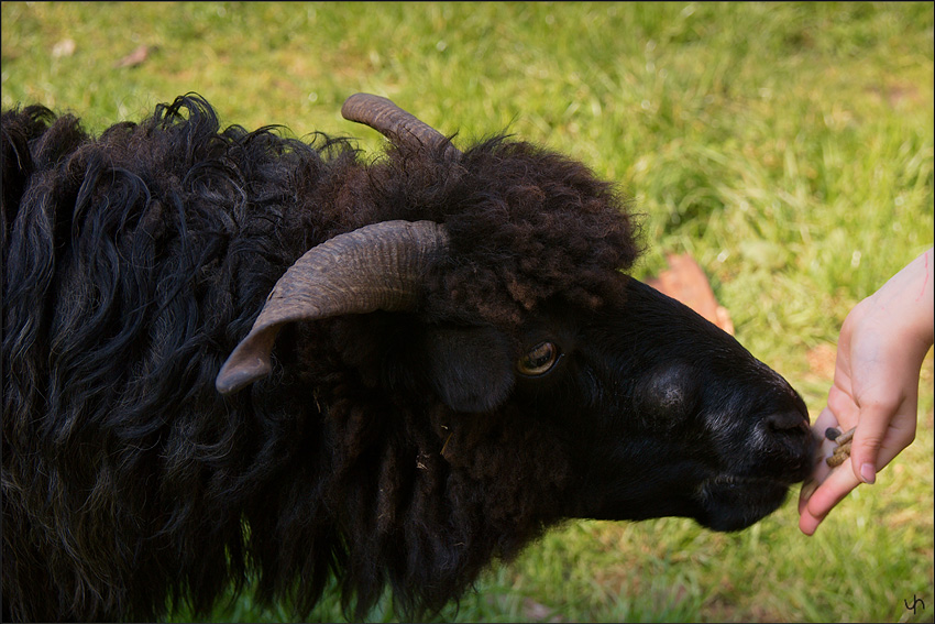 Black Sheep