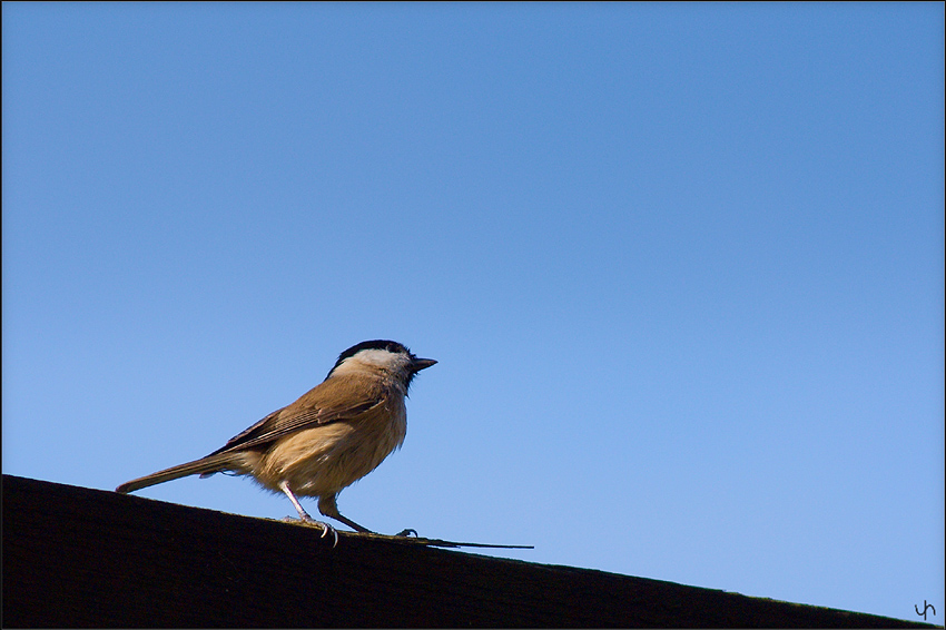 Marsh Tit