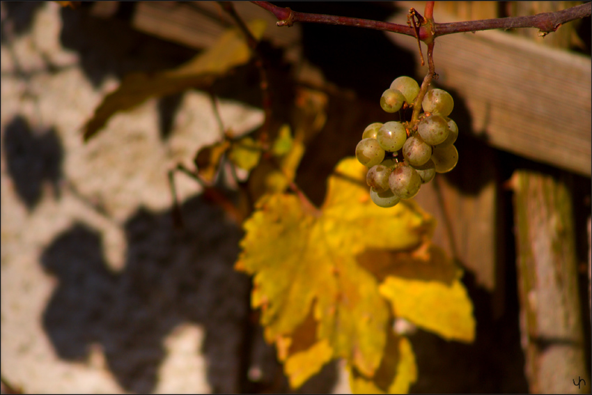 Autumn Grapes