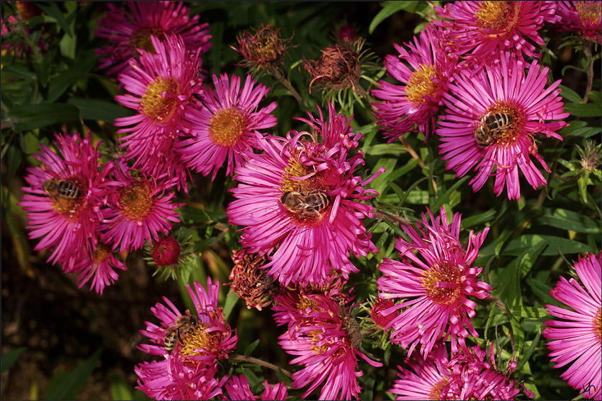 Bees Bees Bees