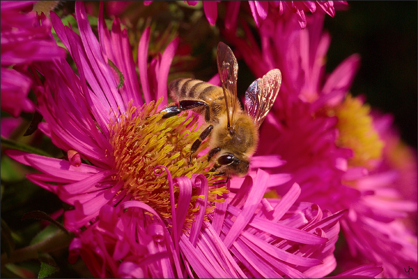 Another Bee
