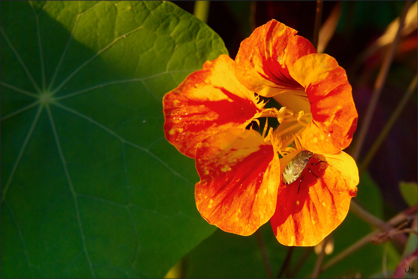 Buggy Nasturtium
