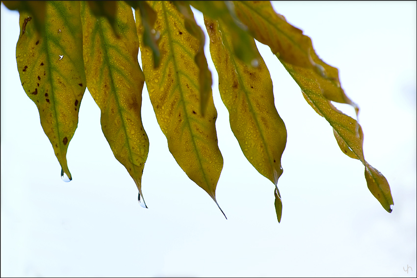Wet Leafs