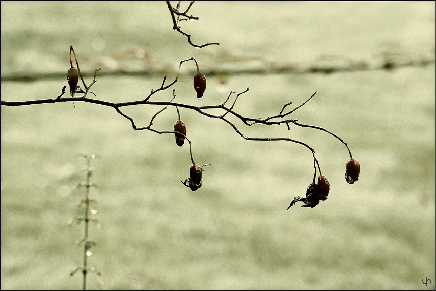 Rose Hips