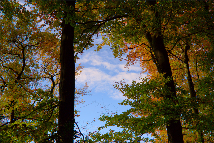 Autumn View