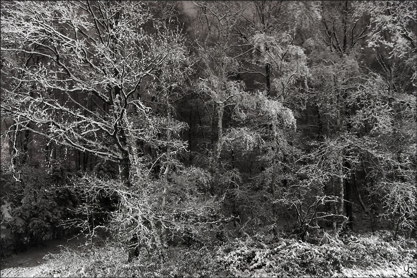 At Night in the Forest