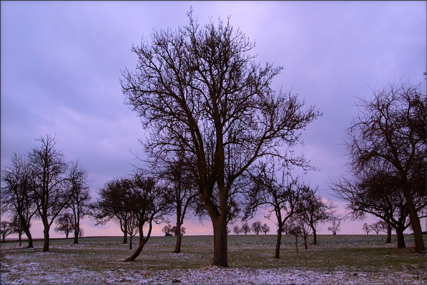 Traditional Orchard