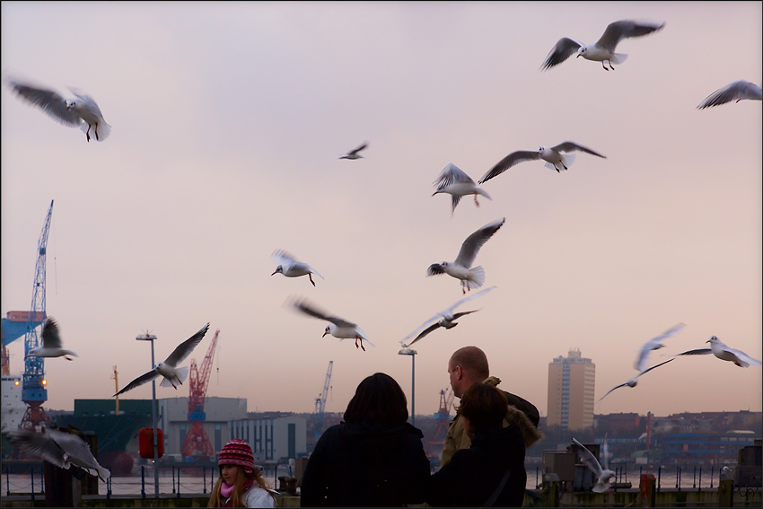 Hungry Seagulls