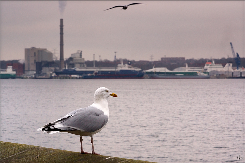 Seagull