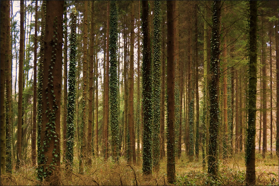 Ivy Forest