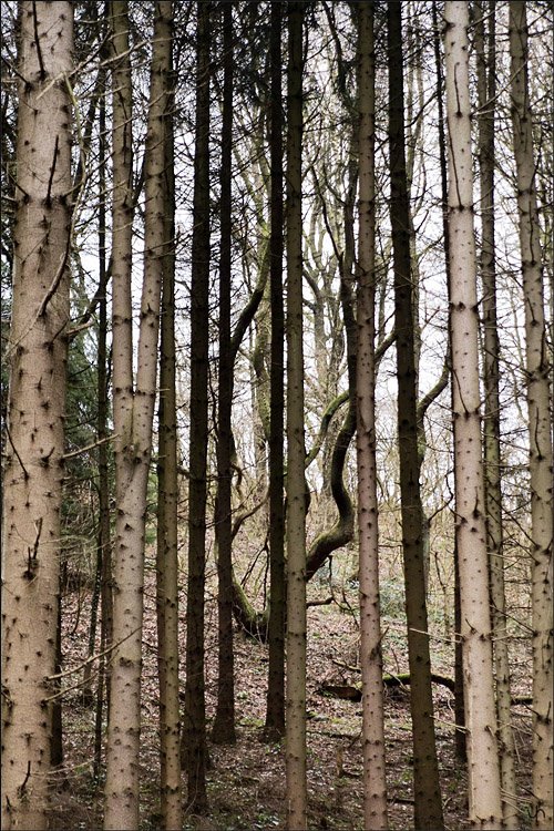 Trees