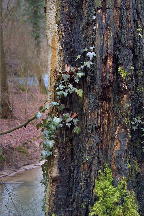 Ivy