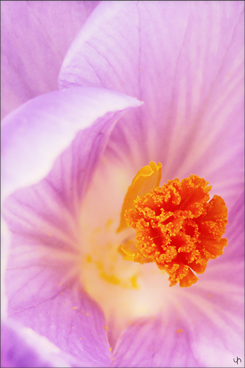Crocus 1