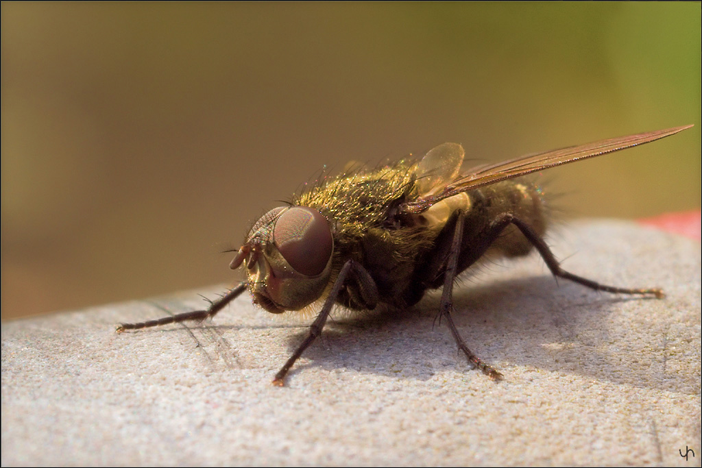 Fly