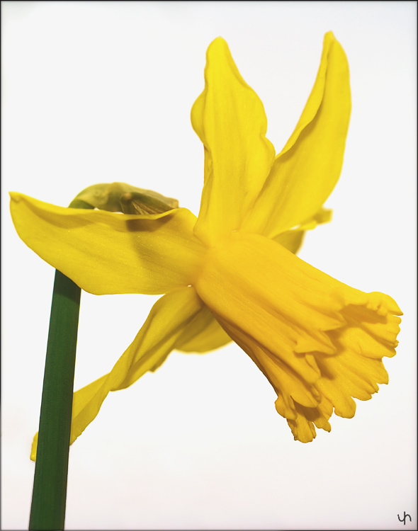 Daffodil