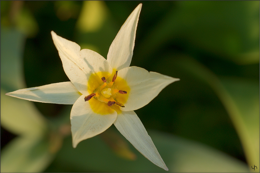 Turkestan Tulip