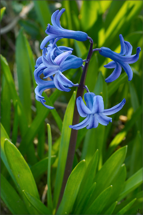 Garden Hyacinth