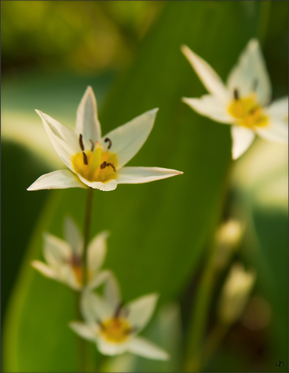 Turkestan Tulips