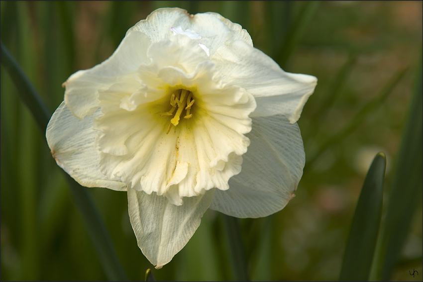 Daffodil