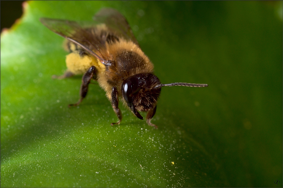Honey Bee