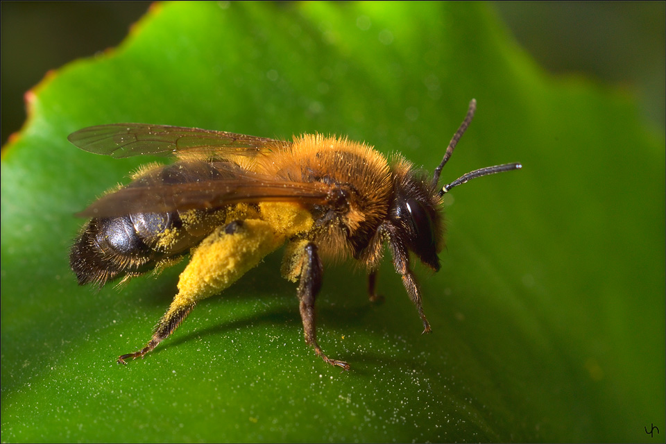 Honey Bee again