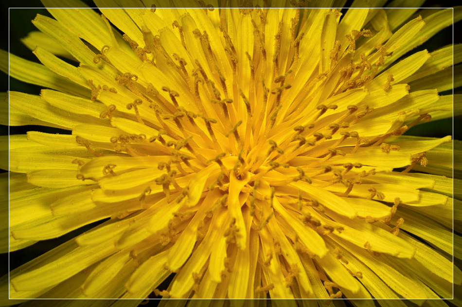 Dandelion