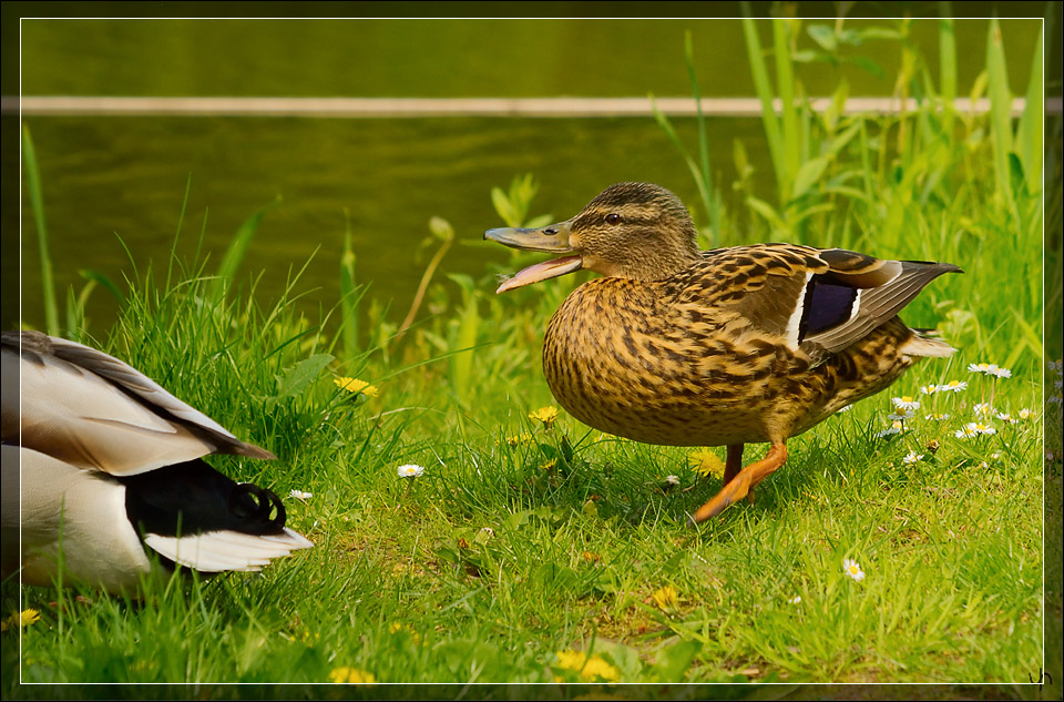 Mrs. Duck