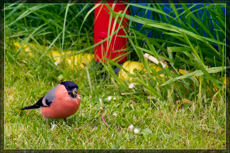 Bullfinch