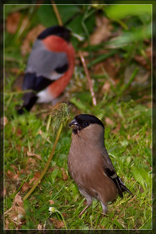 Lady Bullfinch