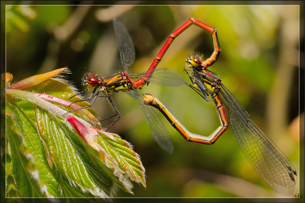 Damselfly Love