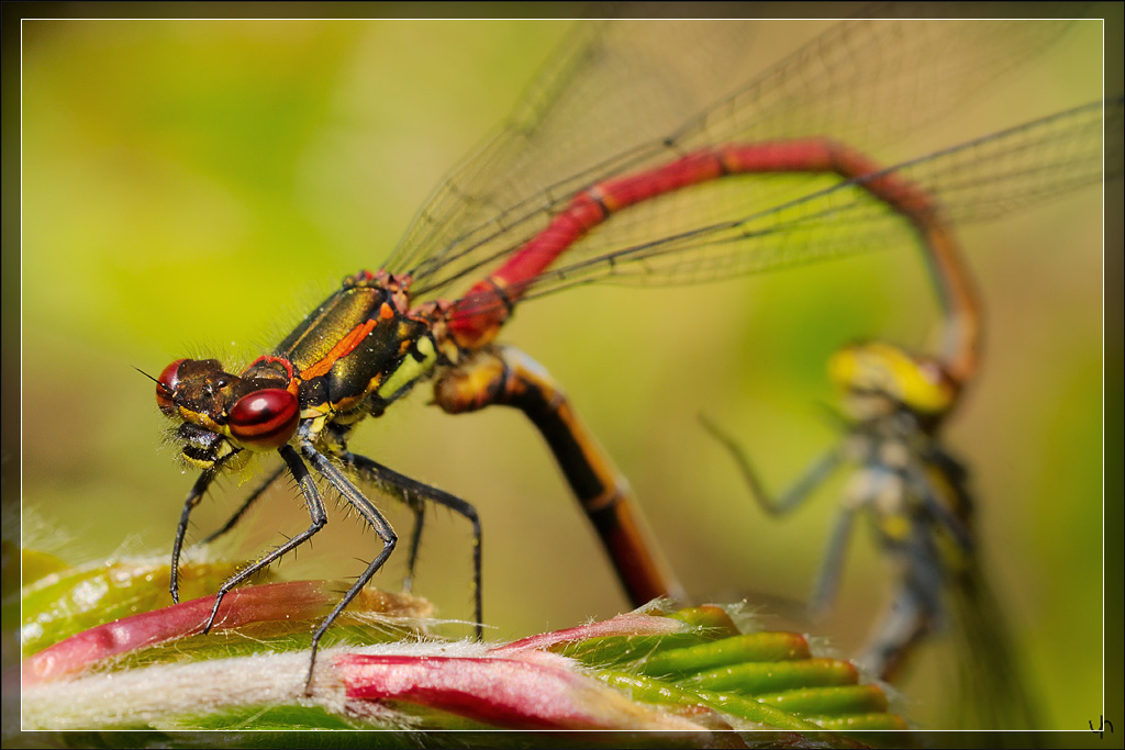 Damselfly