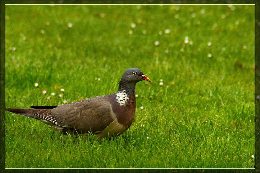 Pigeon
