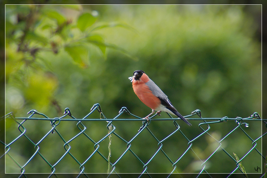 Mister Bullfinch