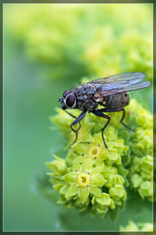 Fly