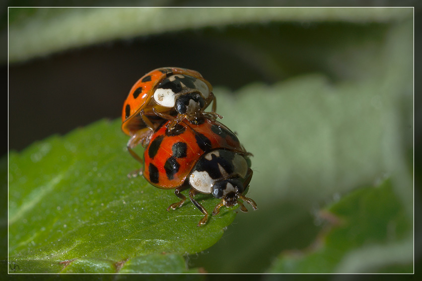 Ladybird Sex