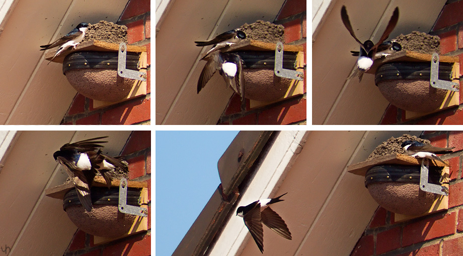 House Martin Love