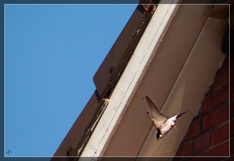 House Martin