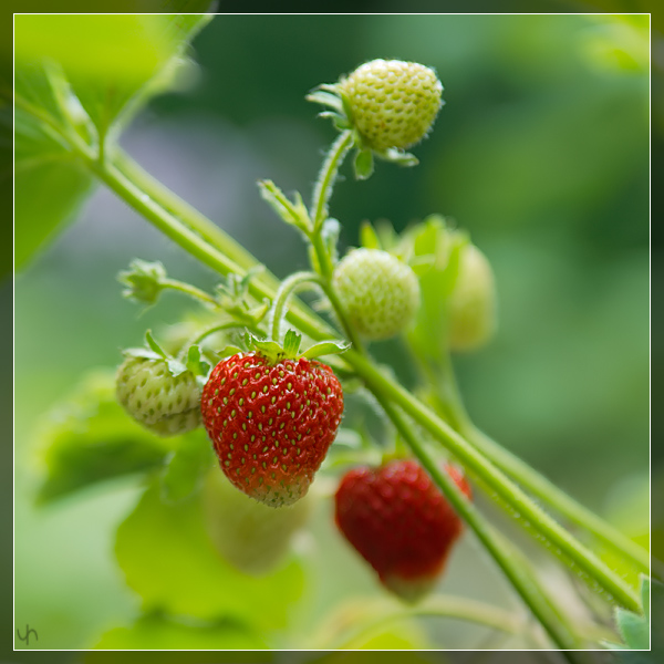 Strawberries