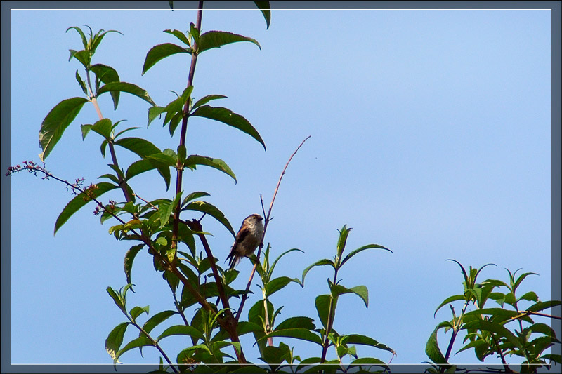 Long-Tailed Tit 1