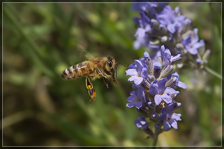 Flying Bee 1