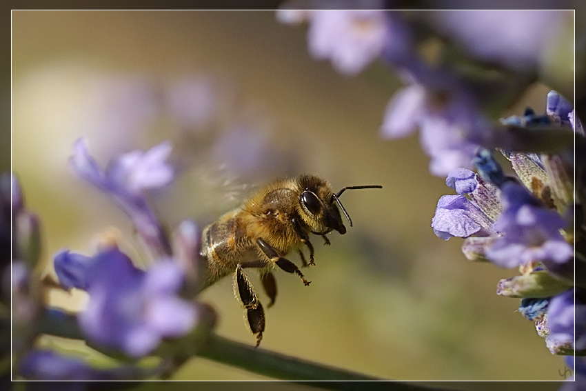 Flying Bee 2