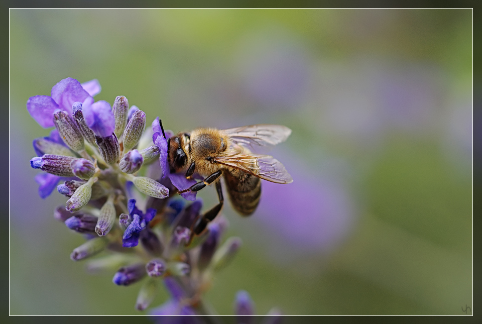 Bee