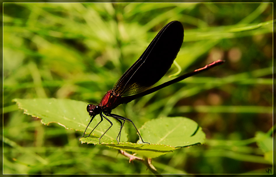 Red Damselfly