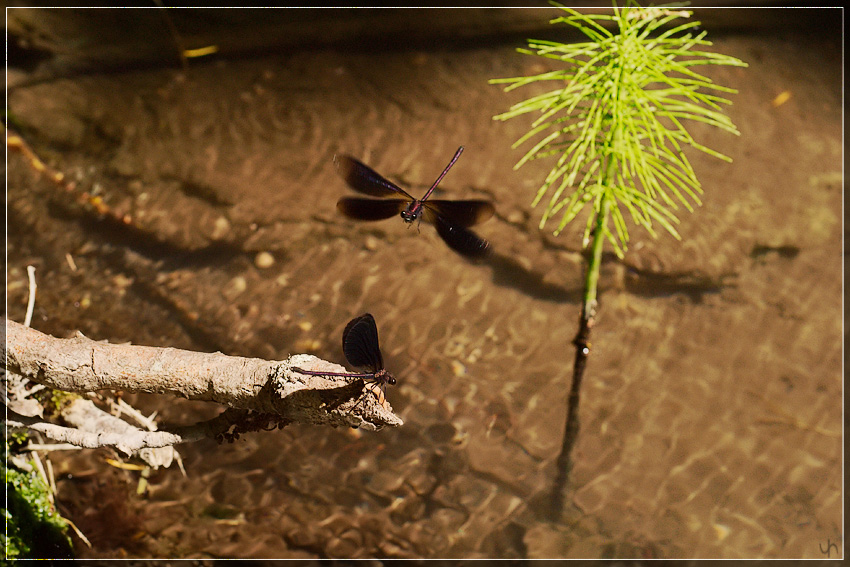 Red Damselflies