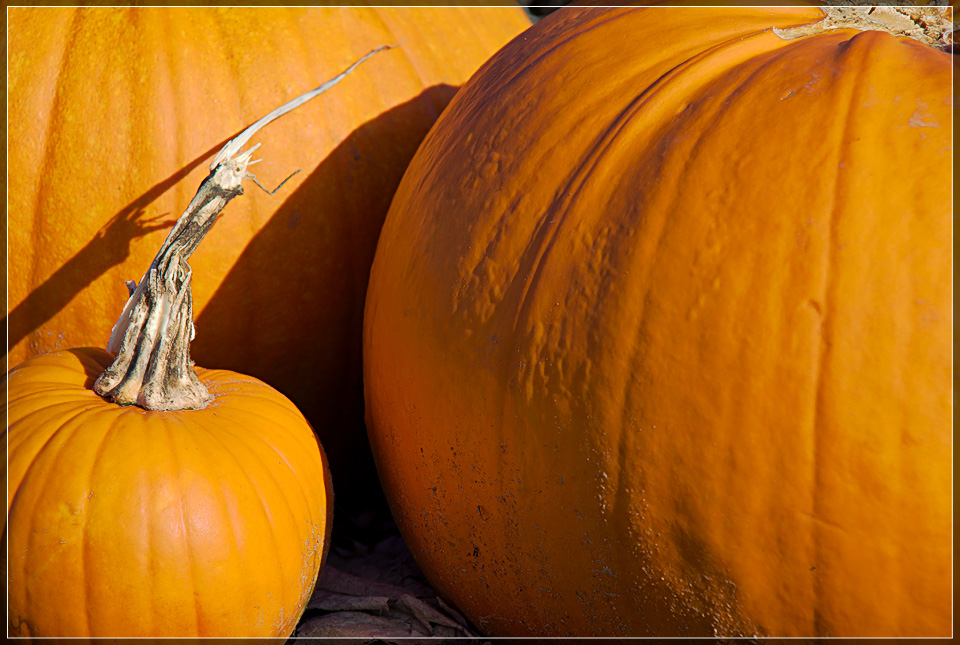 Pumpkins