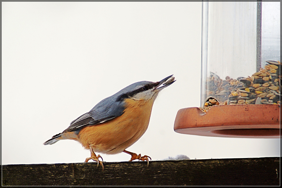 Nuthatch