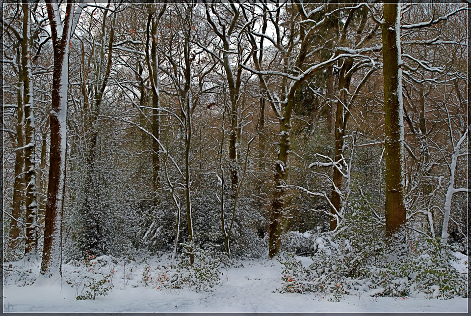 Winter Forest