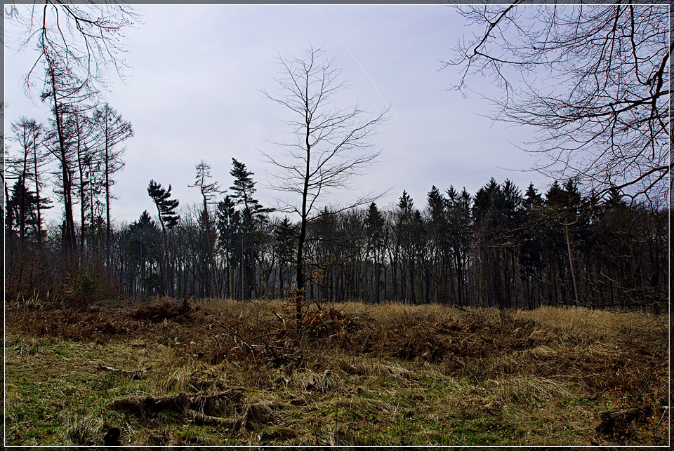 Forest after Winter