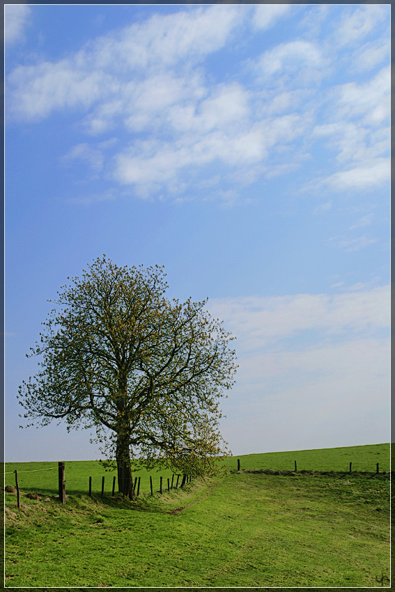 Spring Tree